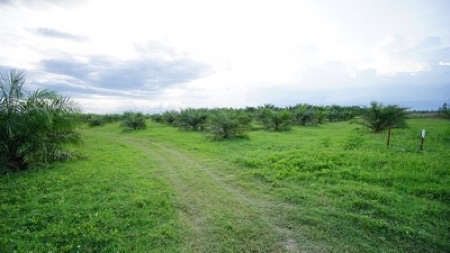 ขาย ที่ดิน สวนปาล์ม เมืองนครศรีธรรมราช 50 ไร่ ปลูกเต็มพื้นที่ ซื้อปุ๊บรับรายได้หลักแสนต่อเดือนทันที เหมาะทำโครงการจัดสรร รูปที่ 5