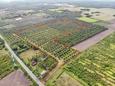 ขาย ที่ดิน สวนปาล์ม เมืองนครศรีธรรมราช 50 ไร่ ปลูกเต็มพื้นที่ ซื้อปุ๊บรับรายได้หลักแสนต่อเดือนทันที เหมาะทำโครงการจัดสรร รูปที่ 2