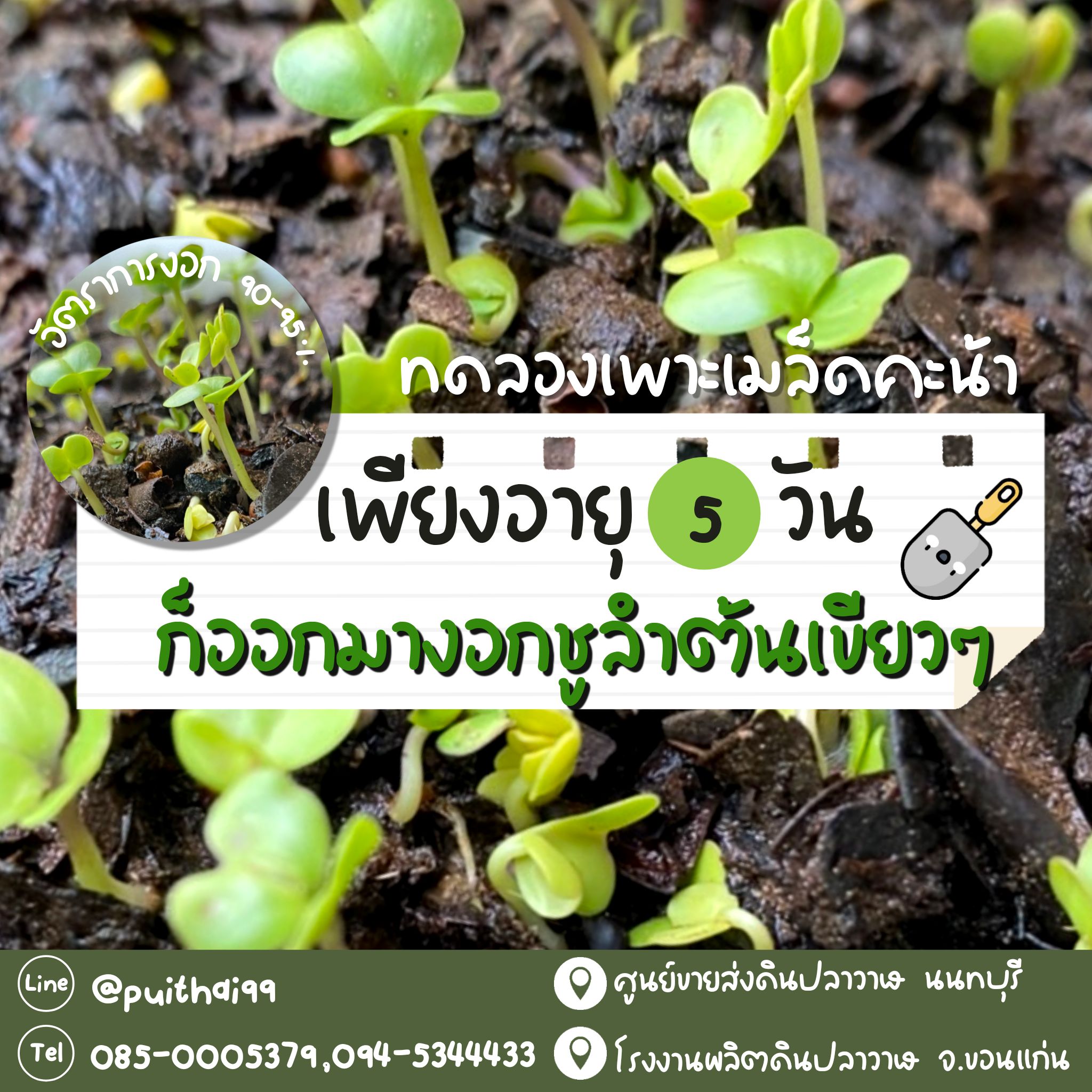 ดินใบก้ามปูหมักหยาบ 5 กก. ตราปลามังกร รูปที่ 3