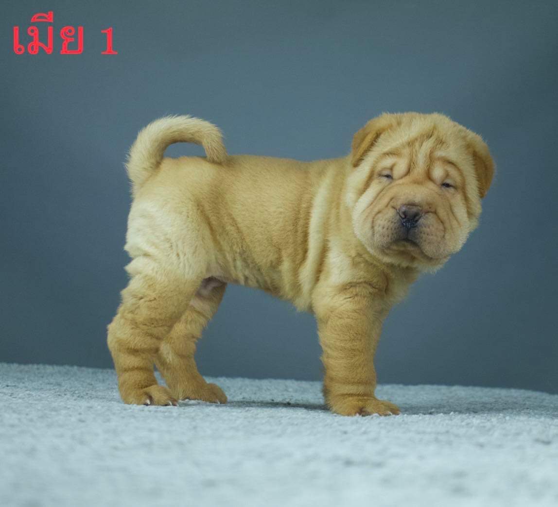 ชาเป่ย รูปที่ 4