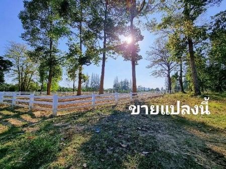 ขาย ที่ดิน ริมแม่น้ำ โฉนดครุฑแดงที่ดินแก่งกระจาน 366 ตร.วา เนื้อที่ 366 ตรว. ยังไม่รวมพื้นที่งอกอีก 200 ตรว. คุ้มค่าสุดๆ รูปที่ 4