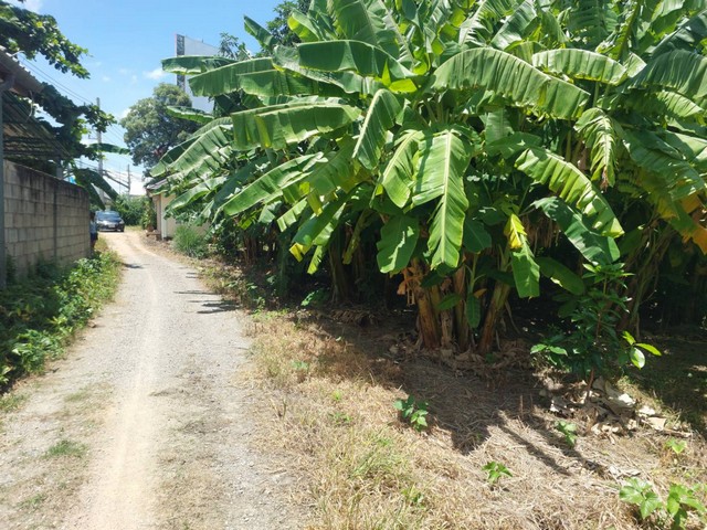 ขายด่วน ที่ดินพร้อมสวนกล้วย ใกล้ Big-C เพชรบุรี 158 ตารางวา ติดถนนเพชรเกษม รูปที่ 1