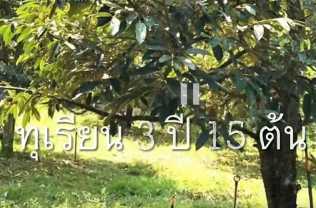 ขาย ที่ดิน สวนทุเรียน ระยอง 2 ไร่ ได้รายได้ทันที รูปที่ 5