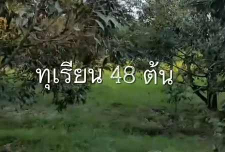 ขาย ที่ดิน สวนทุเรียน ระยอง 2 ไร่ ได้รายได้ทันที รูปที่ 4