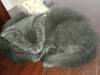 รูปย่อ ลูกแมวสีสวาด (โคราช) สินสอดแบ่งเลี้ยง รูปที่1