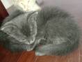 ลูกแมวสีสวาด (โคราช) สินสอดแบ่งเลี้ยง