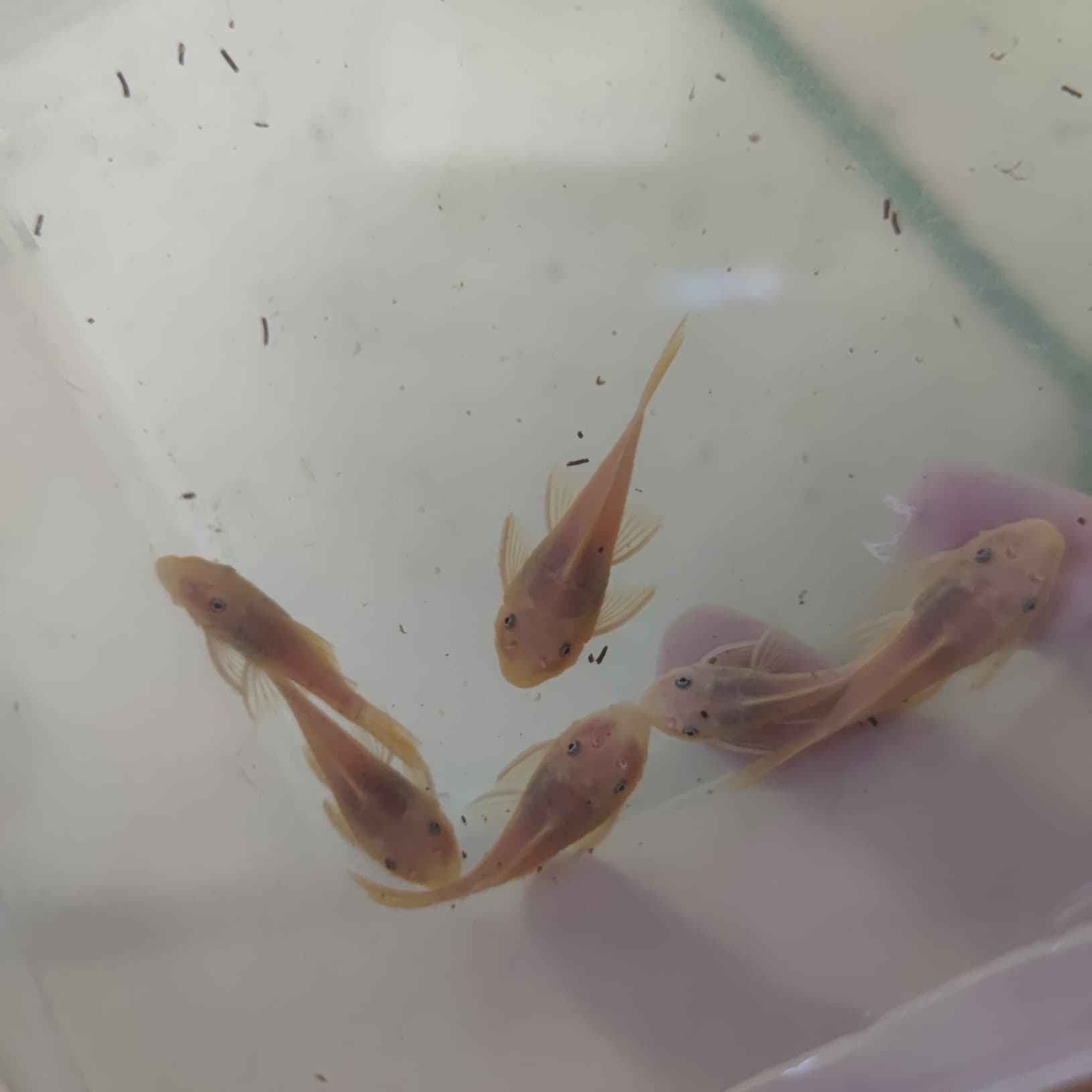 L144 - Lemon Bristlenose Pleco , ซัคเกอร์หนวด รูปที่ 5