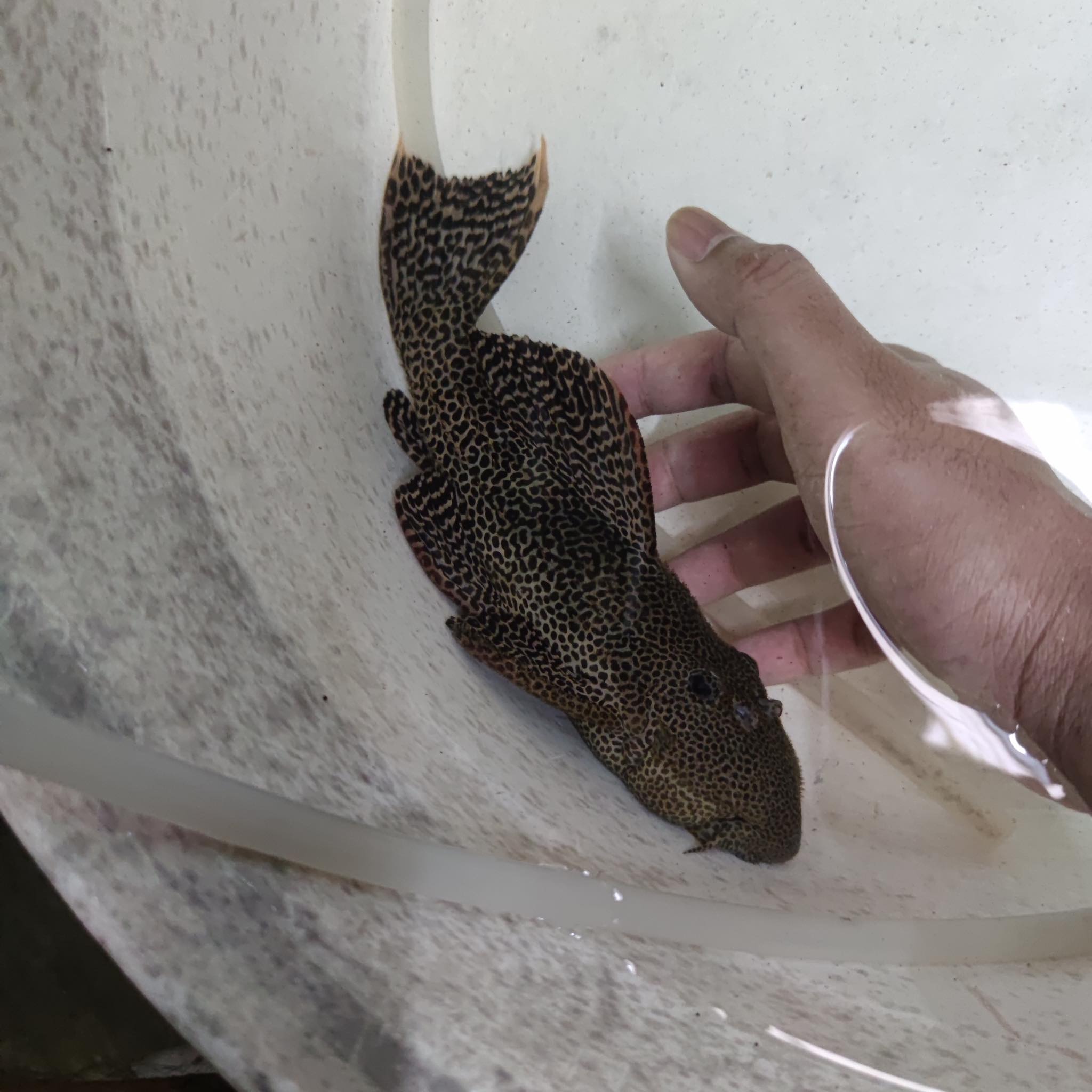 L114 - Pseudacanthicus cf. leopardus รูปที่ 3