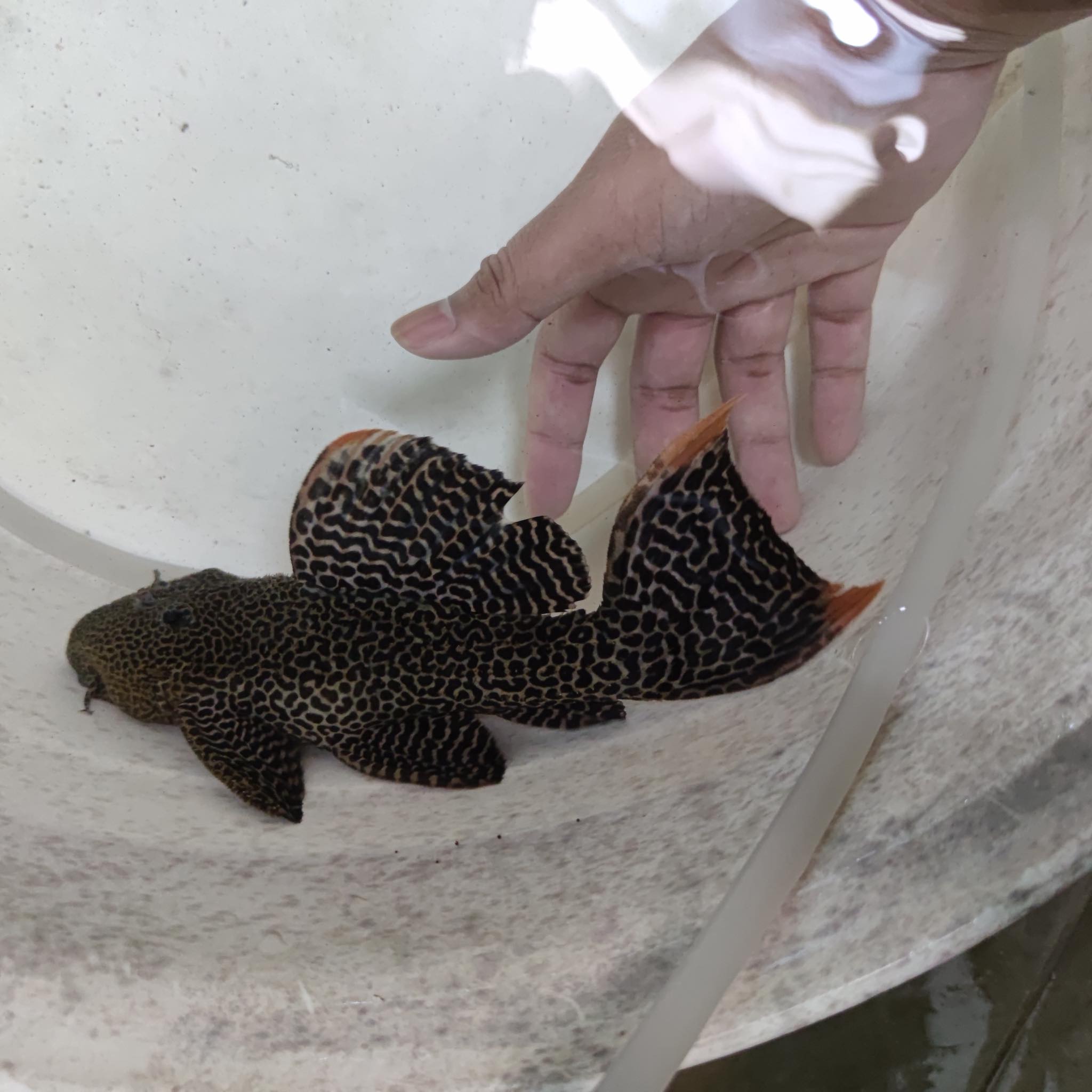 L114 - Pseudacanthicus cf. leopardus รูปที่ 5