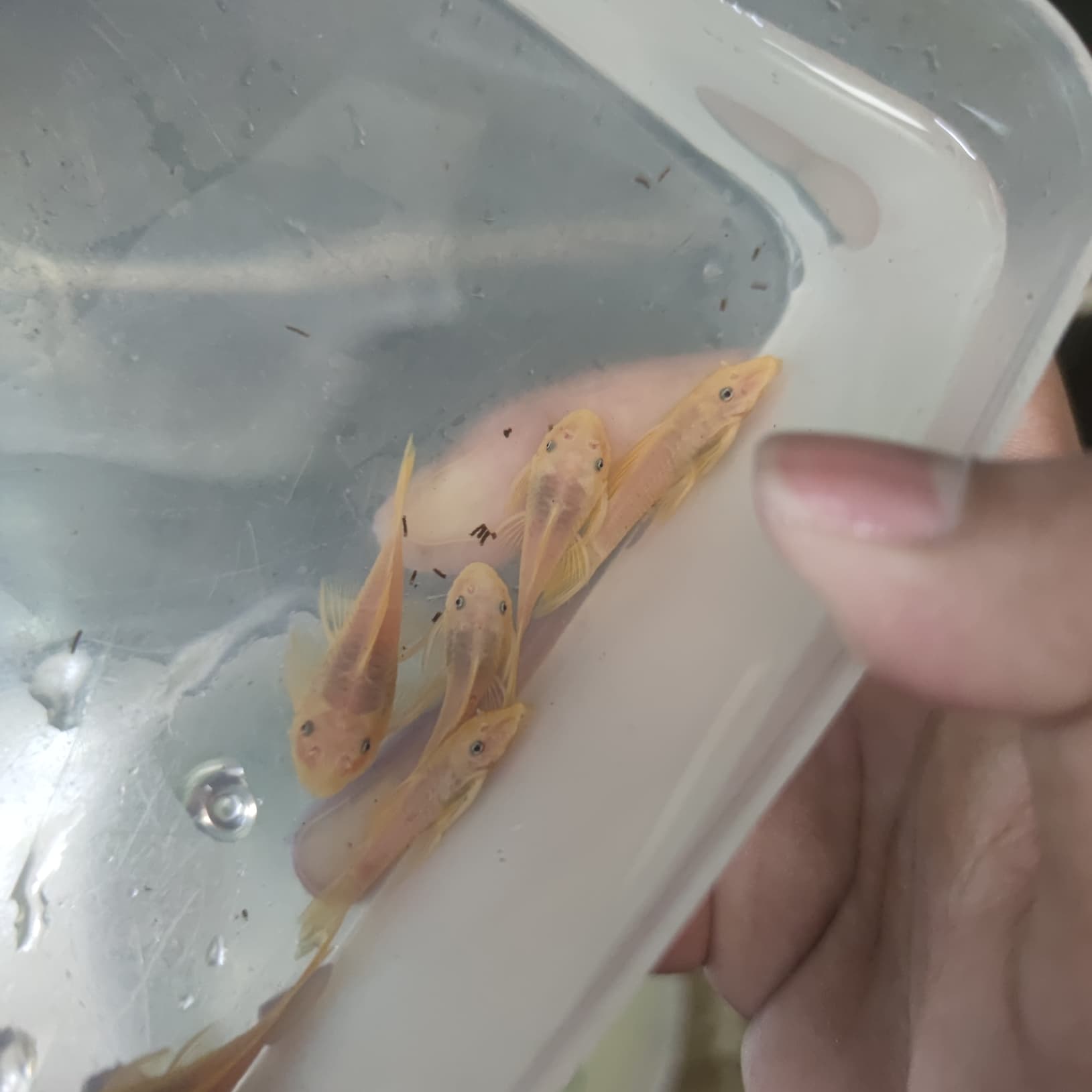 L144 - Lemon Bristlenose Pleco , ซัคเกอร์หนวด รูปที่ 4