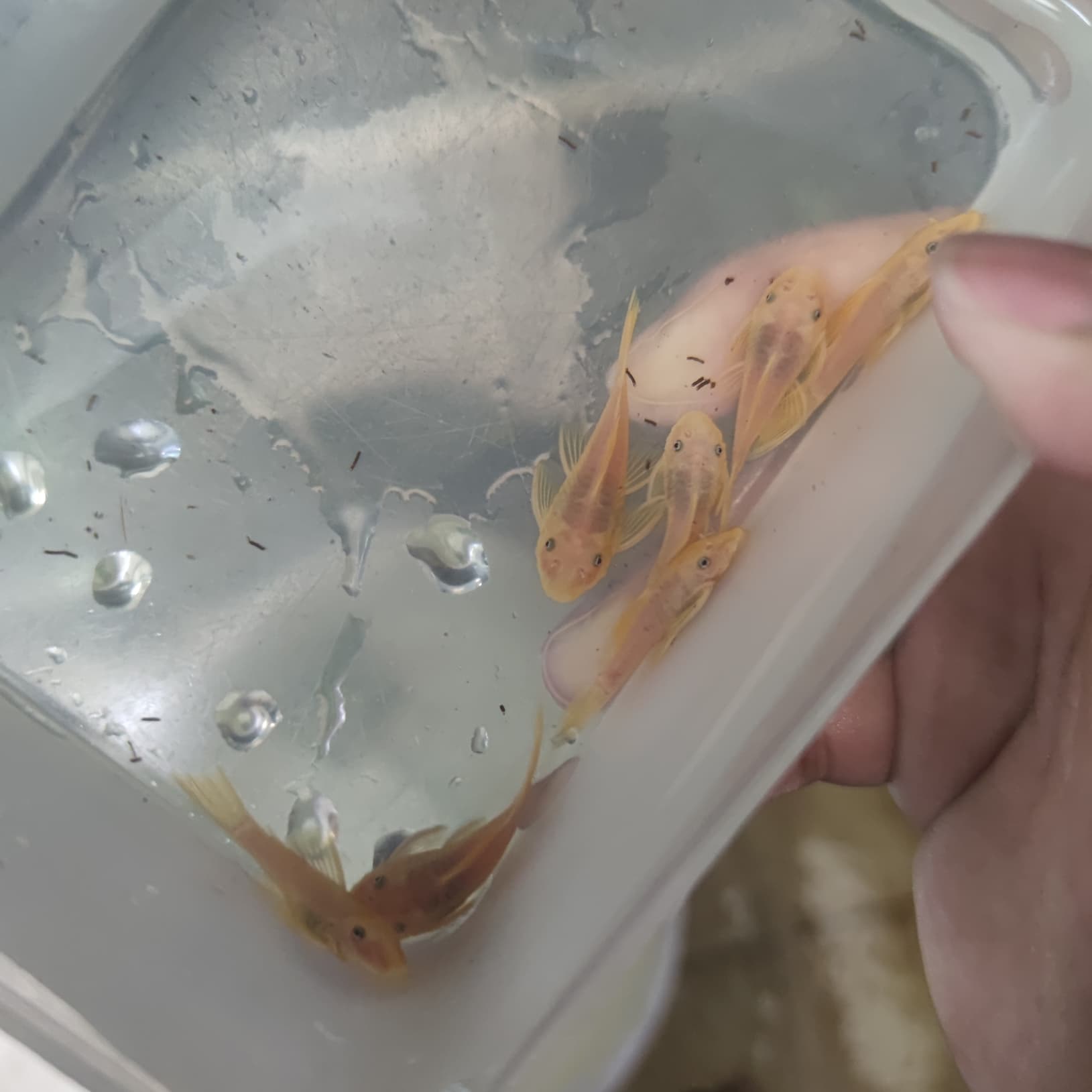 L144 - Lemon Bristlenose Pleco , ซัคเกอร์หนวด รูปที่ 3