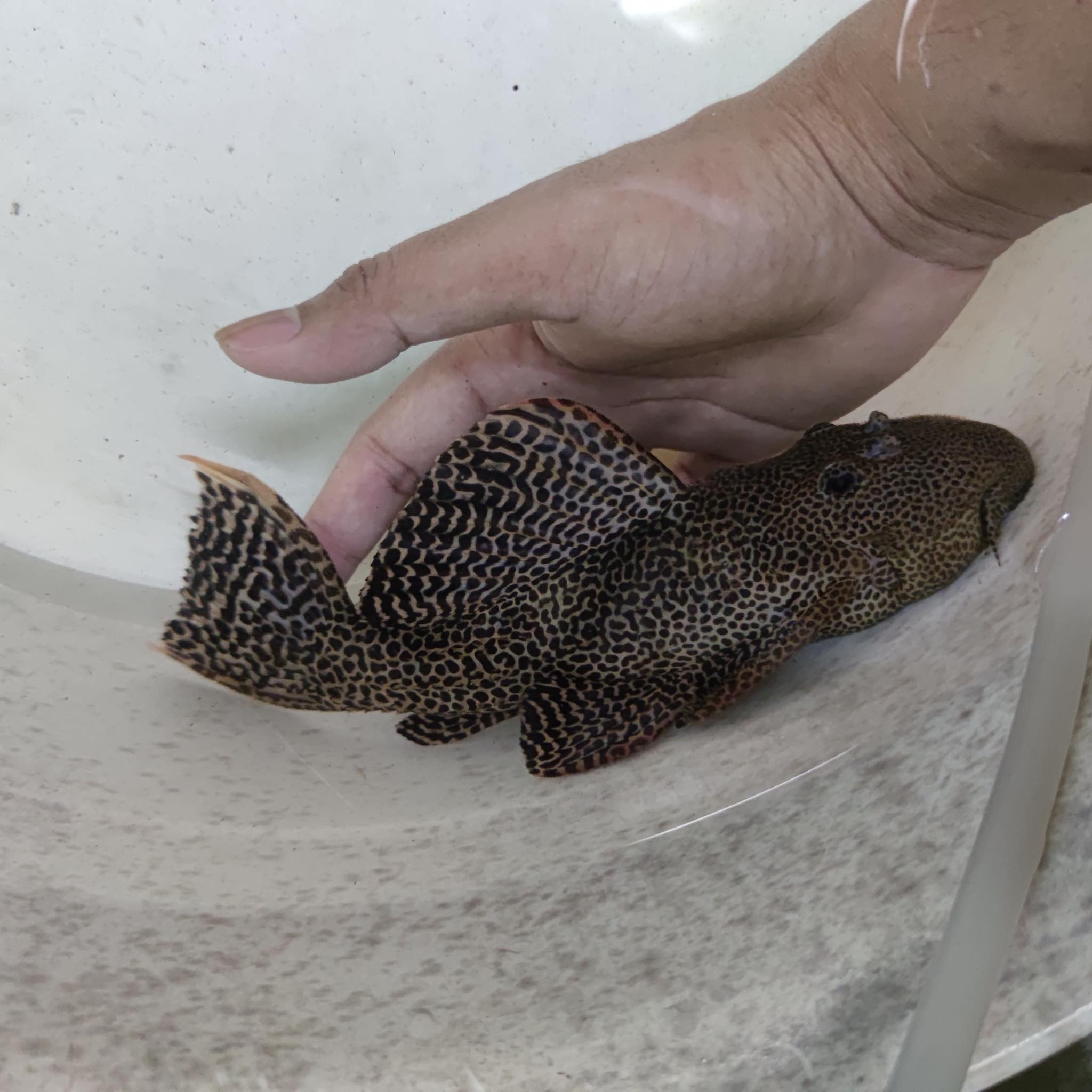 L114 - Pseudacanthicus cf. leopardus รูปที่ 6