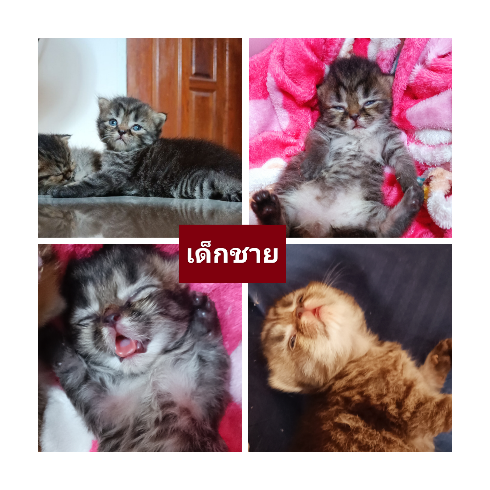 แมวสก๊อตติชโฟร์ รูปที่ 4