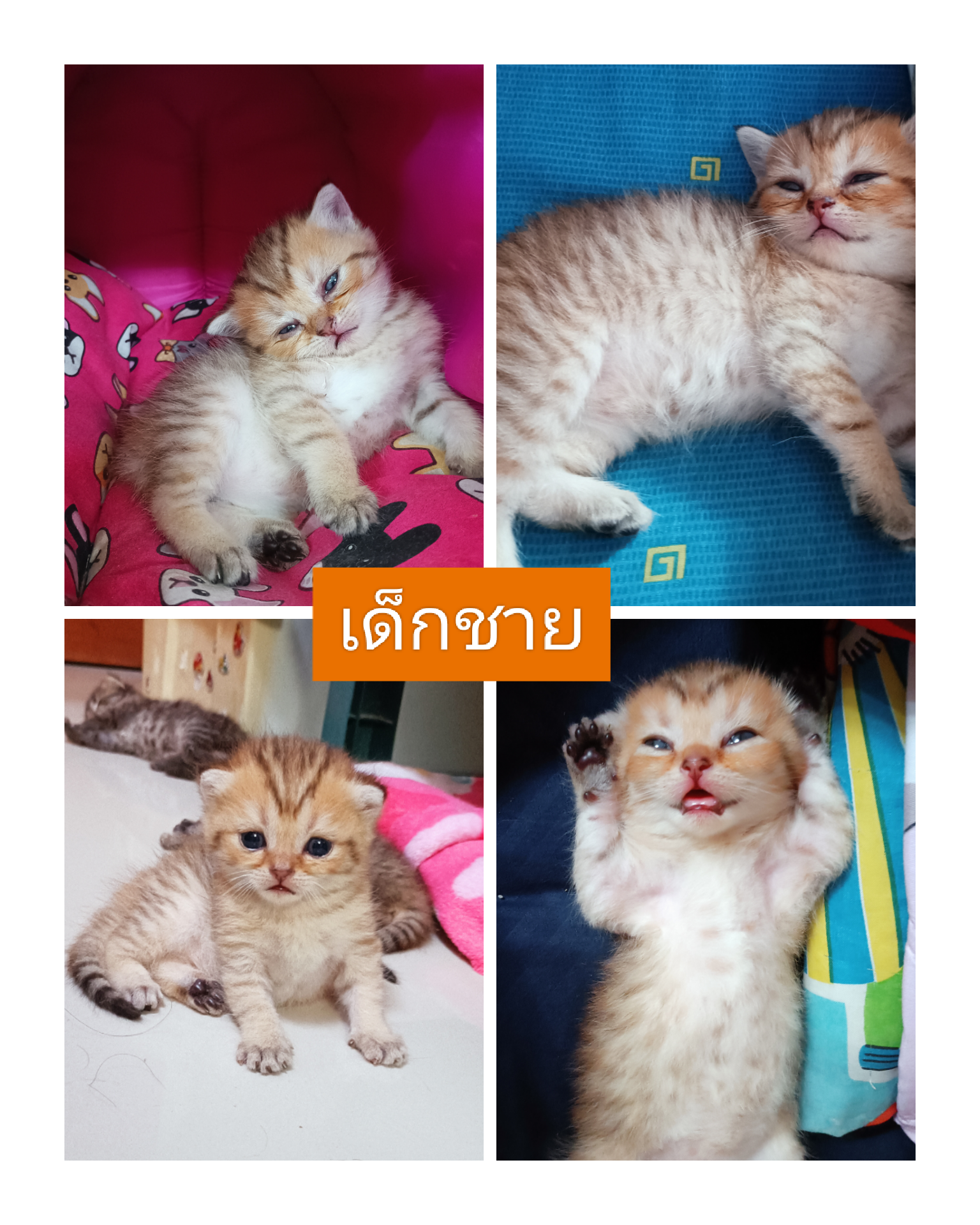 แมวสก๊อตติชโฟร์ รูปที่ 5