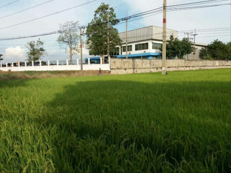 ขาย ที่ดิน 6 ไร่ ท่าใข่ เมืองฉะเชิงเทรา ติดถนนลาดยาง รูปที่ 2