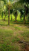 รูปย่อ ขาย ที่ดิน สวนสวย 14 ไร่ มีบ้านพร้อมอยู่ หนองบัว กาญจนบุรี รูปที่3