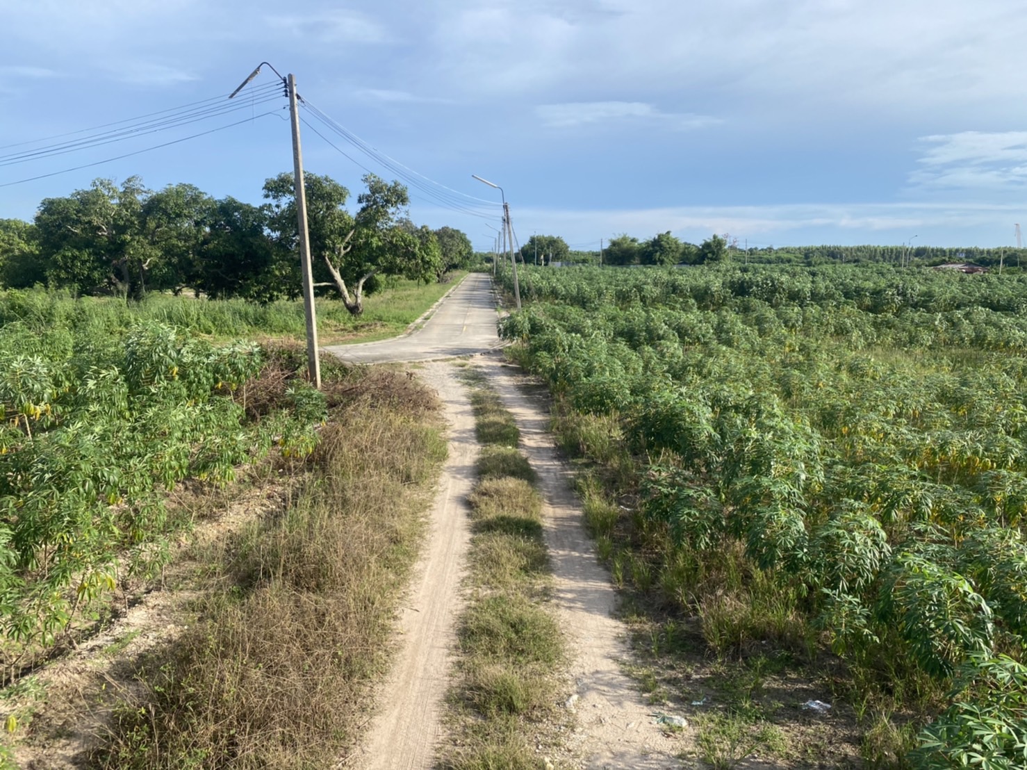 ขายด่วน!!! ที่ดินถูกกว่าท้องตลาด ทำเลทองใกล้นิคมอุตสาหกรรมมาบตาพุด รูปที่ 1