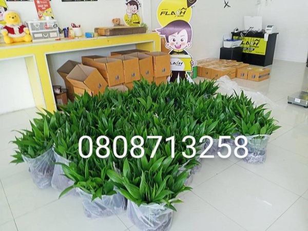 หมากเตี้ย ขายพันธุ์หมากเตี้ย หมากเตี้ย พันธุ์แท้ โทร 0808713258 รูปที่ 2