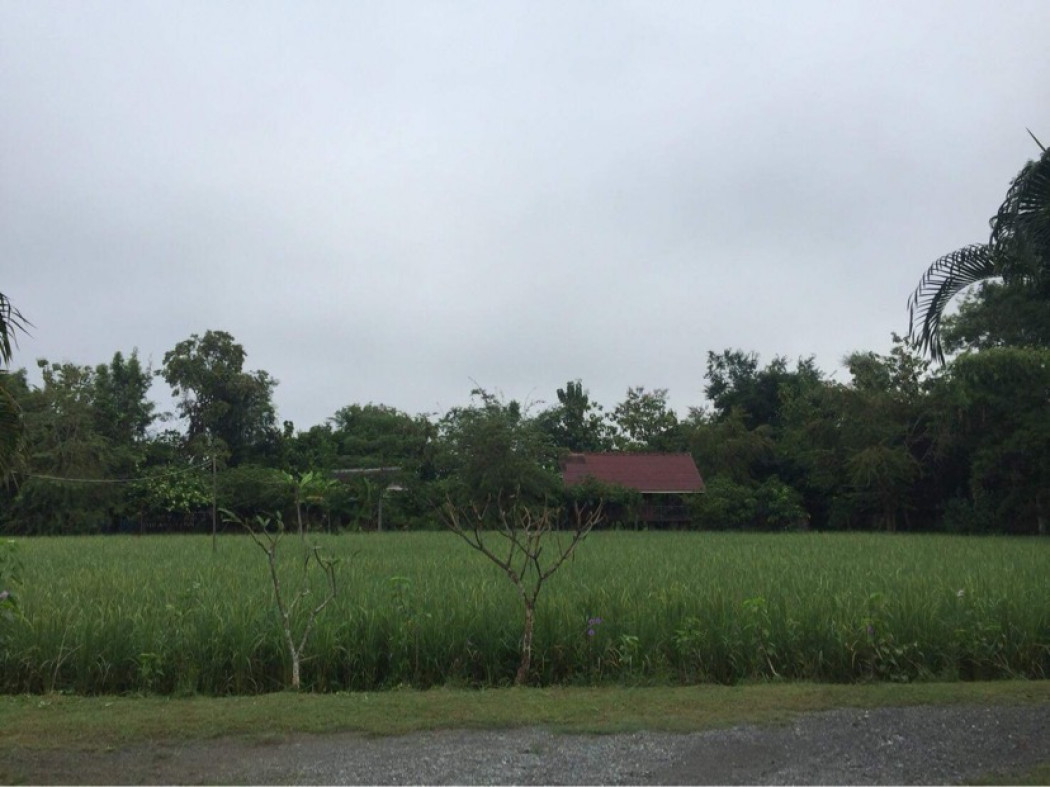 ขาย ที่ดิน เชียงใหม่ สันกำแพง ตำบลต้นเปา ไร่ละ 4.5 ล้านบาท มีทั้งหมด 6 ไร่ อยู่ใกล้สนามบินเชียงใหม่เพียง 15 กิโลเมตรเท่านั้น ราคาตกลงกันได้ รูปที่ 2