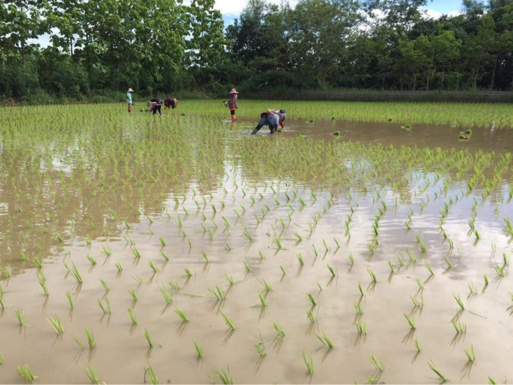 ขาย ที่ดิน เชียงใหม่ สันกำแพง ตำบลต้นเปา ไร่ละ 4.5 ล้านบาท มีทั้งหมด 6 ไร่ อยู่ใกล้สนามบินเชียงใหม่เพียง 15 กิโลเมตรเท่านั้น ราคาตกลงกันได้ รูปที่ 11