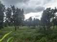 ขาย ที่ดิน สวนผลไม้ เมืองจันท์ 138ไร่ ติดถนนดำ จันทบุรี