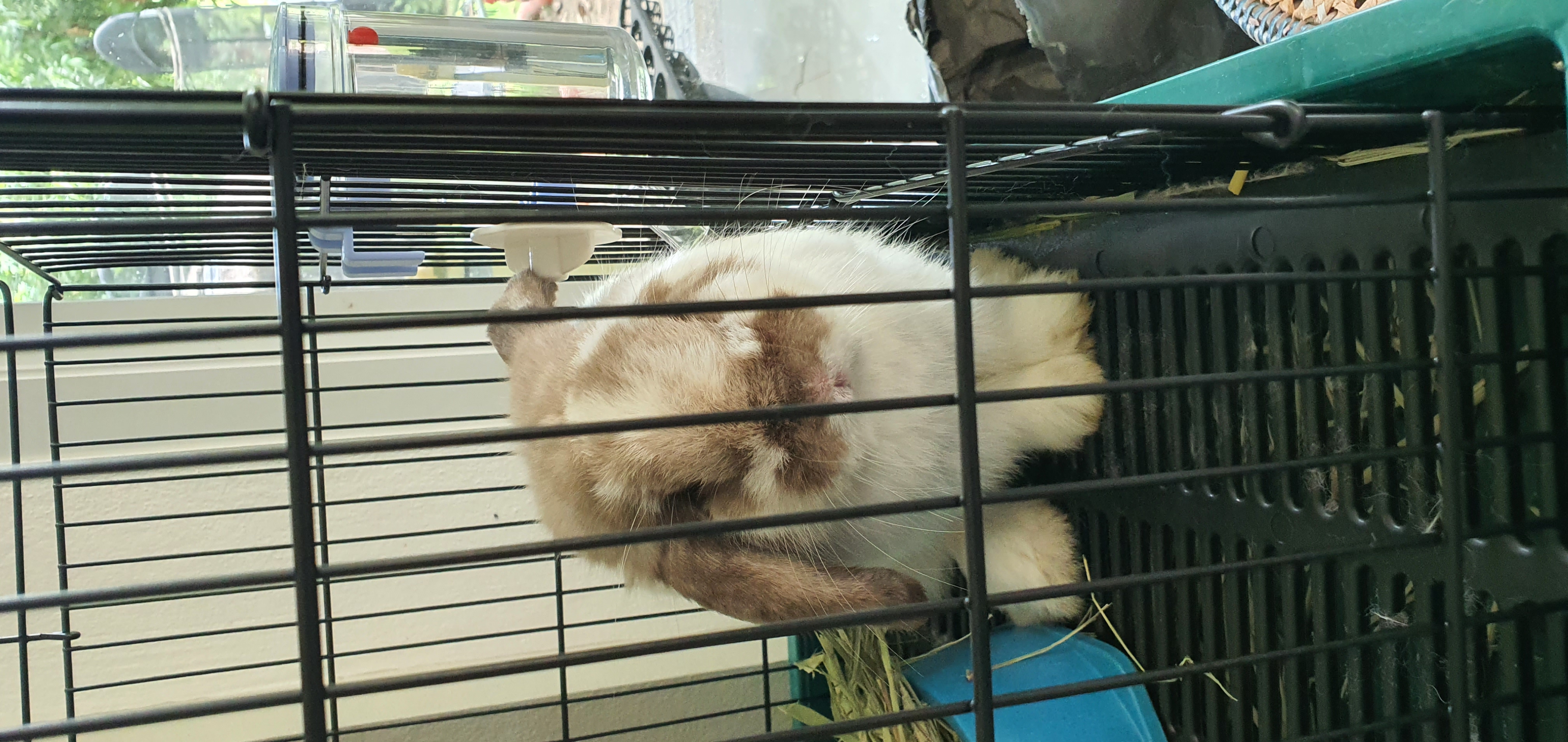 กระต่ายHL Lop รูปที่ 3