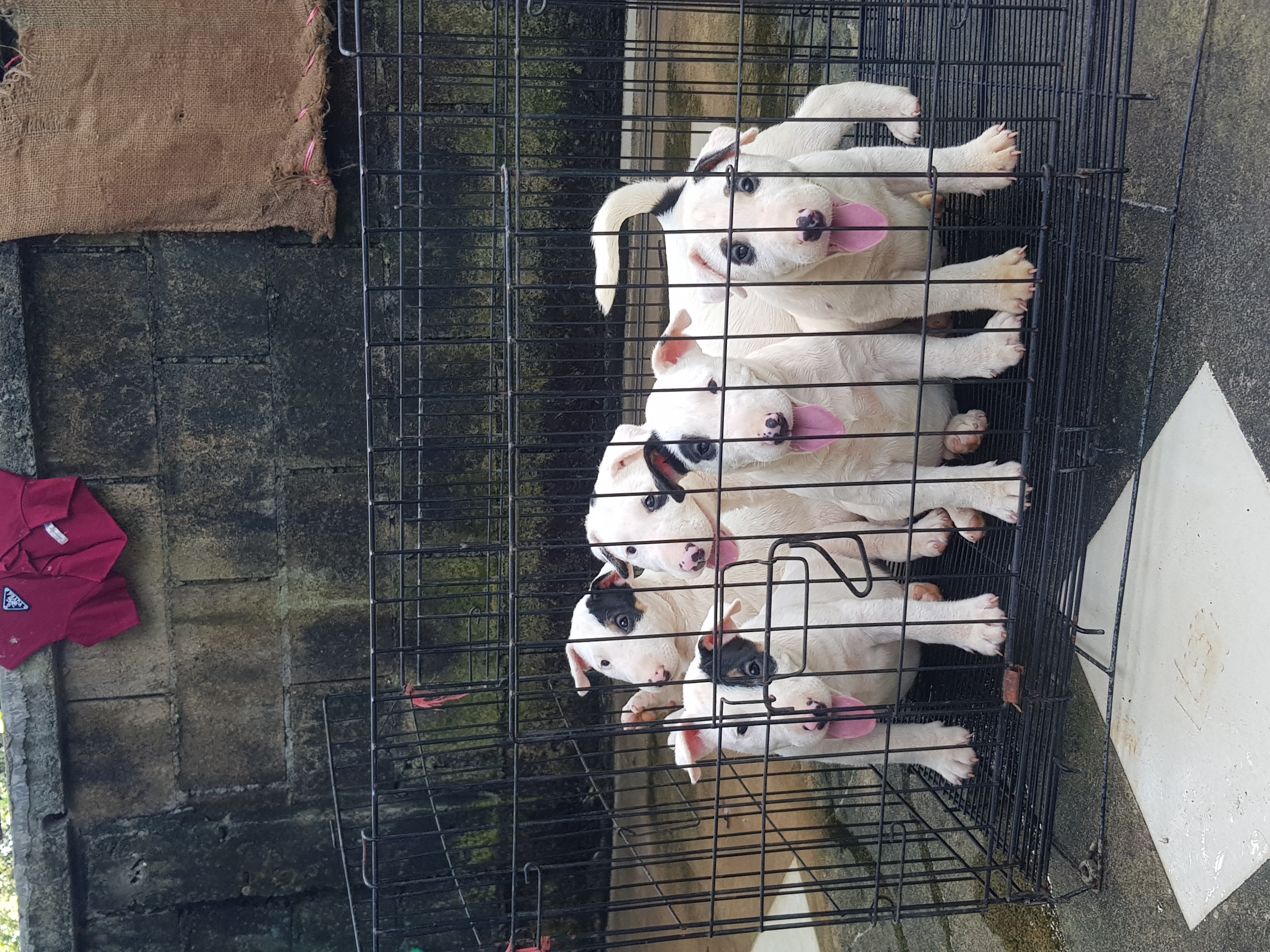 Bull terrier std. รูปที่ 5