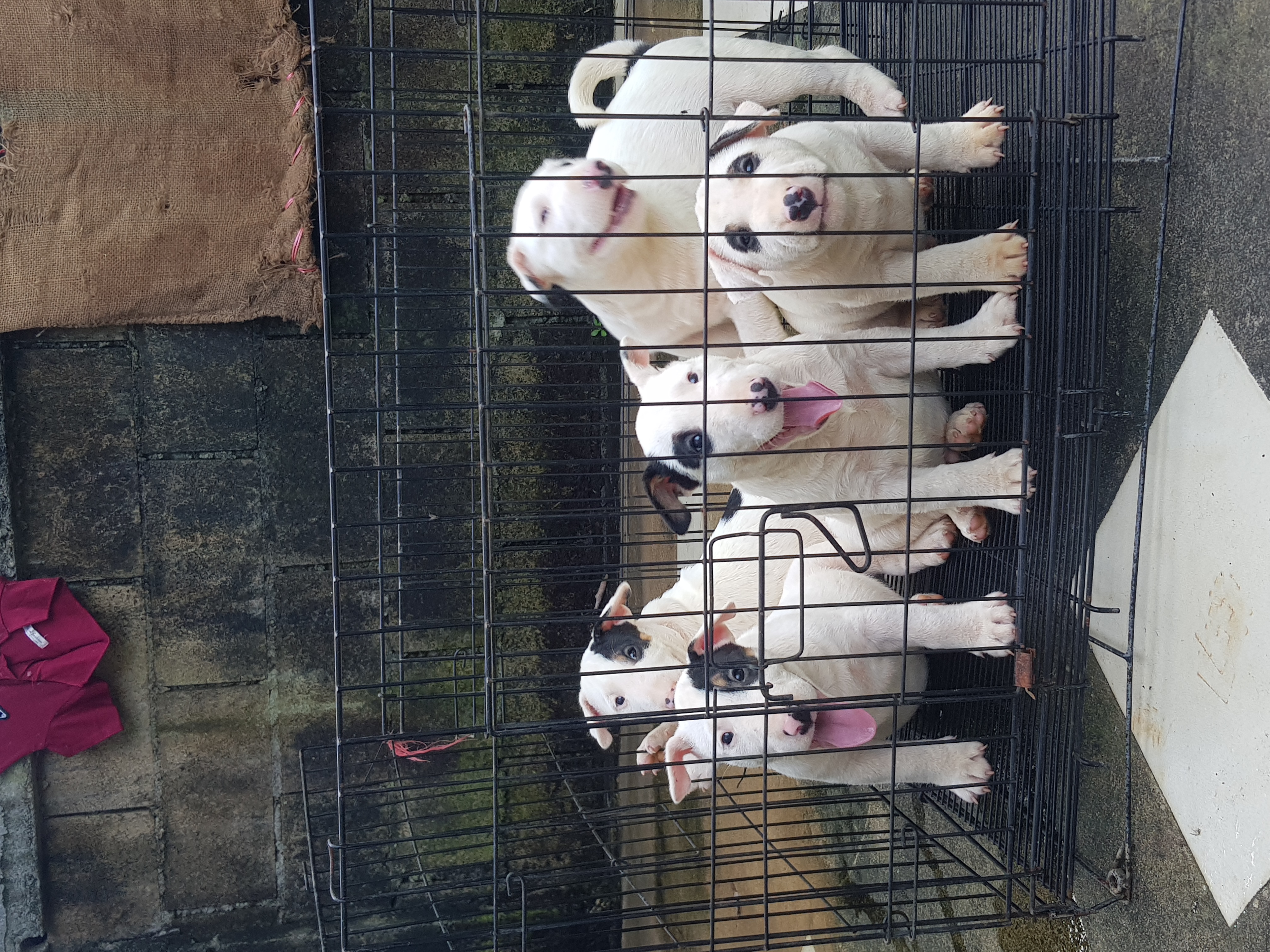 Bull terrier std. รูปที่ 4