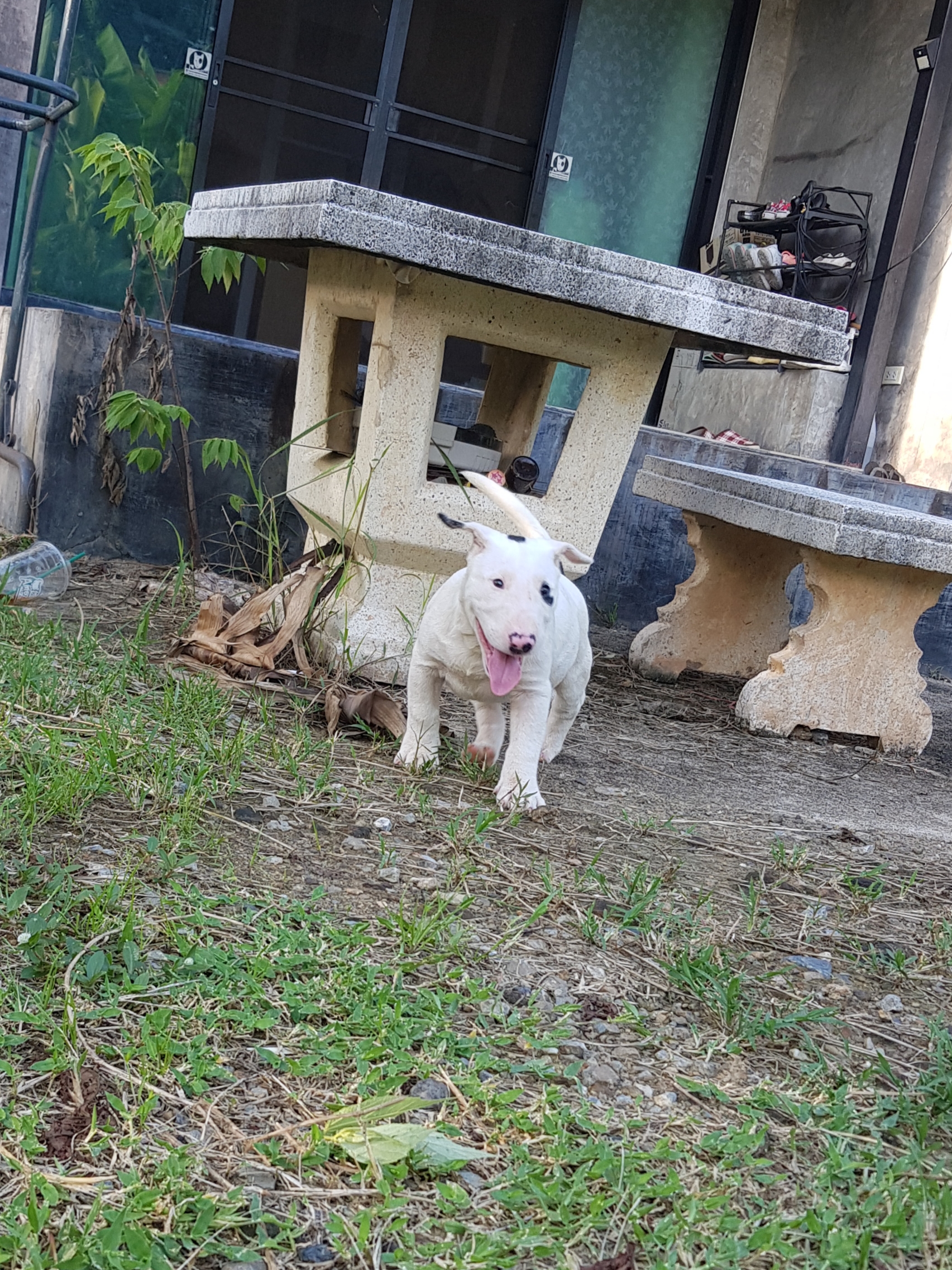 Bull terrier std. รูปที่ 3