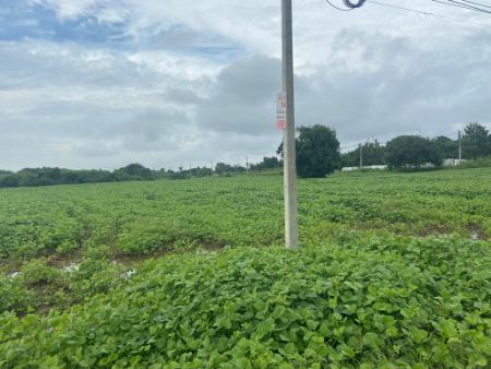 ขาย ที่ดิน โฉนดครุฑแดง
ฟรีค่าโอน ค่าภาษีเฟส 94 พุคำจาน 1 ไร่ น้ำประปา ไฟฟ้า พร้อม รูปที่ 4