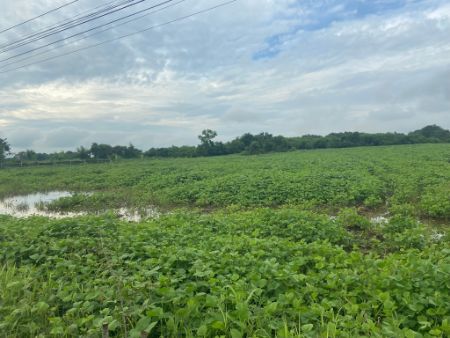 ขาย ที่ดิน โฉนดครุฑแดง
ฟรีค่าโอน ค่าภาษีเฟส 94 พุคำจาน 1 ไร่ น้ำประปา ไฟฟ้า พร้อม รูปที่ 3
