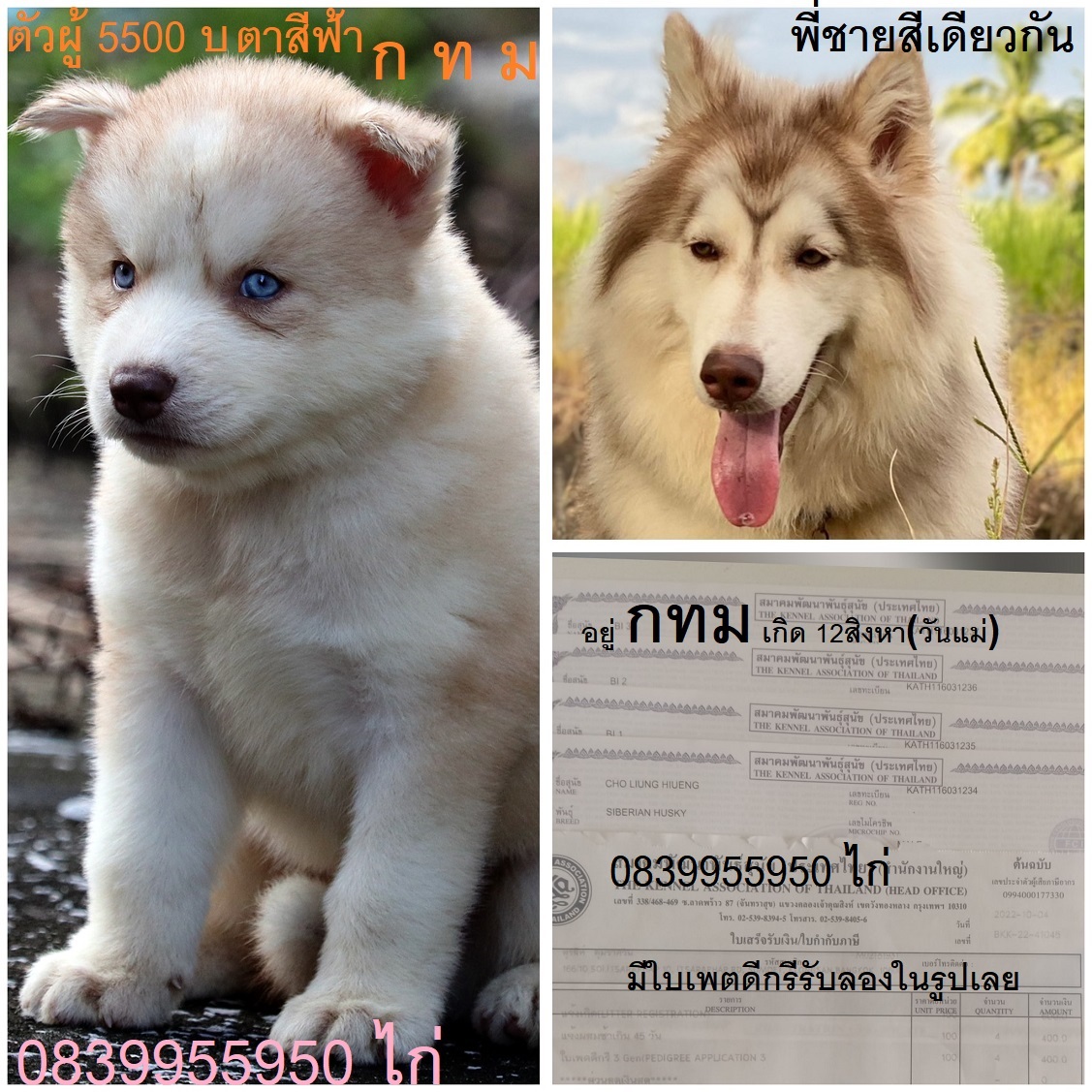 ขาย ไซบีเรียน ฮัสกี้,  กทม  มารับเองลดได้ครับ มีใบเพตดีกีรับลอง รูปที่ 1