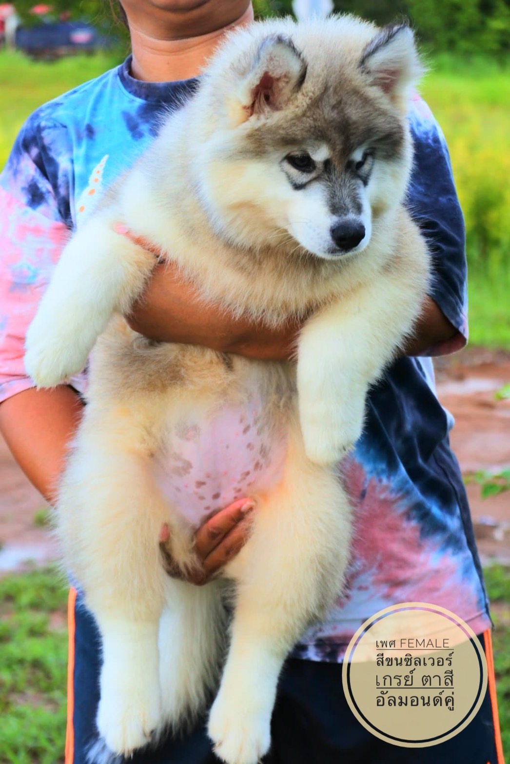 ไซบีเรียน วูลลี่่โค้ด รูปที่ 4