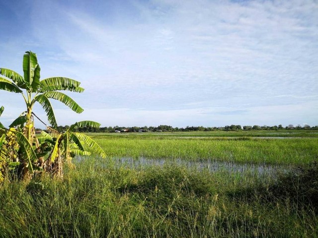 ที่ดินคลอง14 ลำลูกกา 200 ตร.ว 790,000. บาท ถูกมาก กว้าง 22 ลึก 40 รูปที่ 1