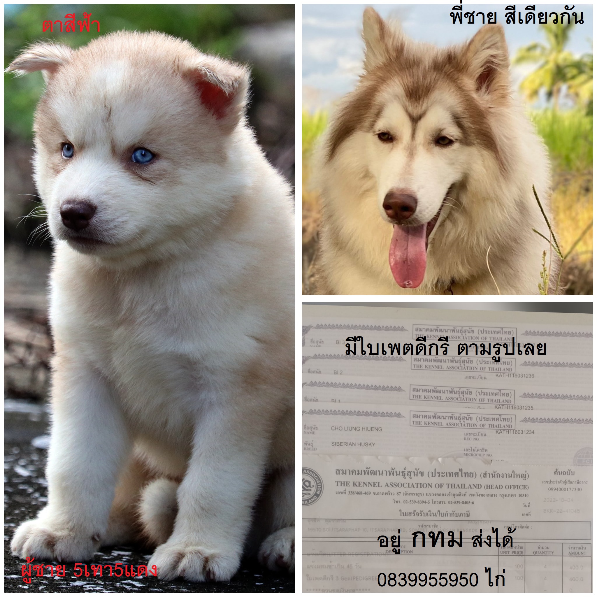 ขาย ไซบีเรียน ฮัสกี้,  กทม  มารับเองลดได้ครับ มีใบเพตดีกีรับลอง รูปที่ 1