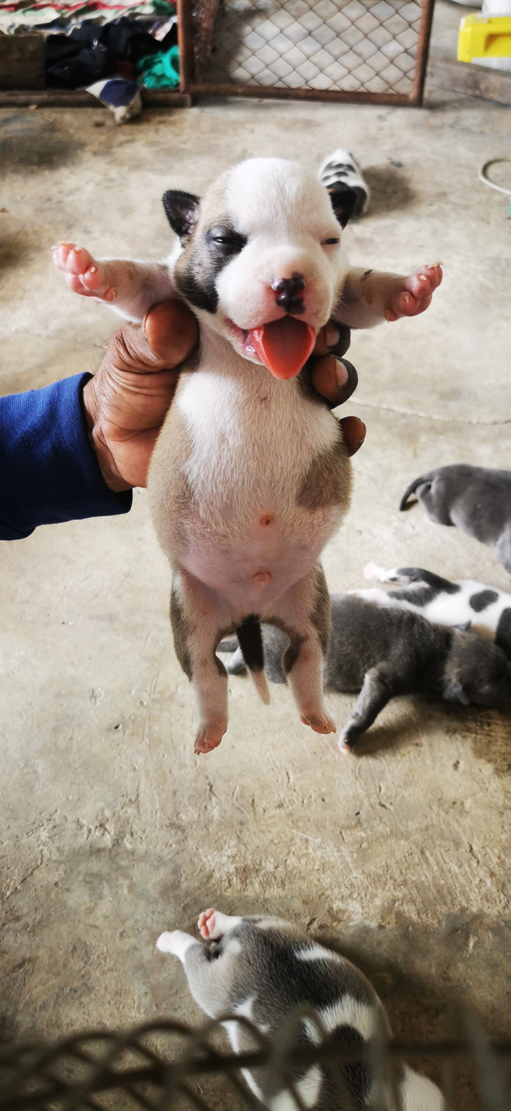 สุนัข​พันธุ์​บลู​ลี่​ รูปที่ 6
