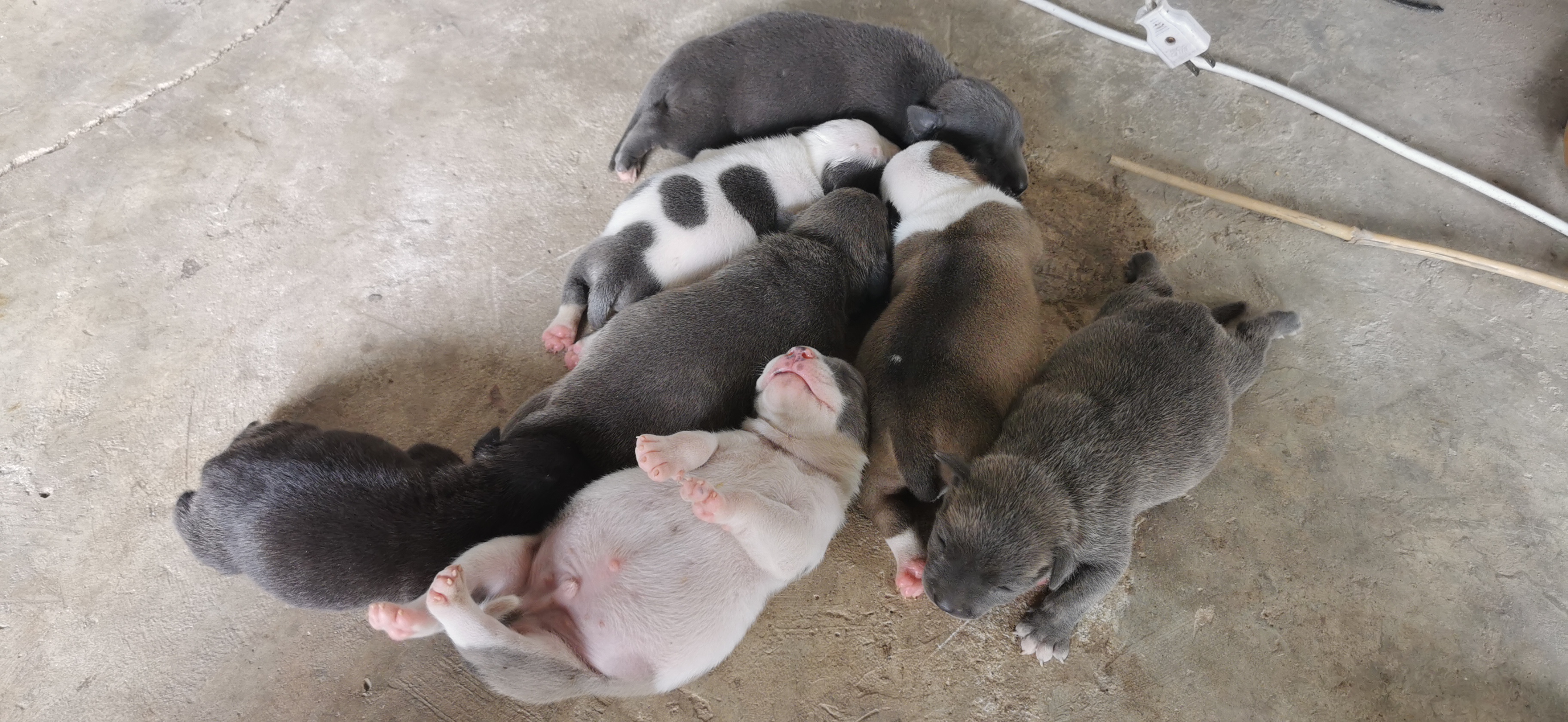 สุนัข​พันธุ์​บลู​ลี่​ รูปที่ 4