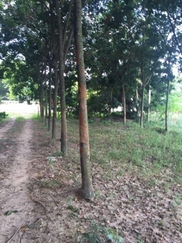 ขาย ที่ดิน ติดถนนมิตรภาพ4เลนที่ดินพร้อมสวนยาง 15 ไร่ 1 งาน 23 ตร.วา รูปที่ 3