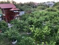 ขายสวนมะนาวพร้อมบ้านน็อคดาวน์ อ เมือง จ ลพบุรีที่ดินสวยอยู่ใจกลางศูนย์ราชการ