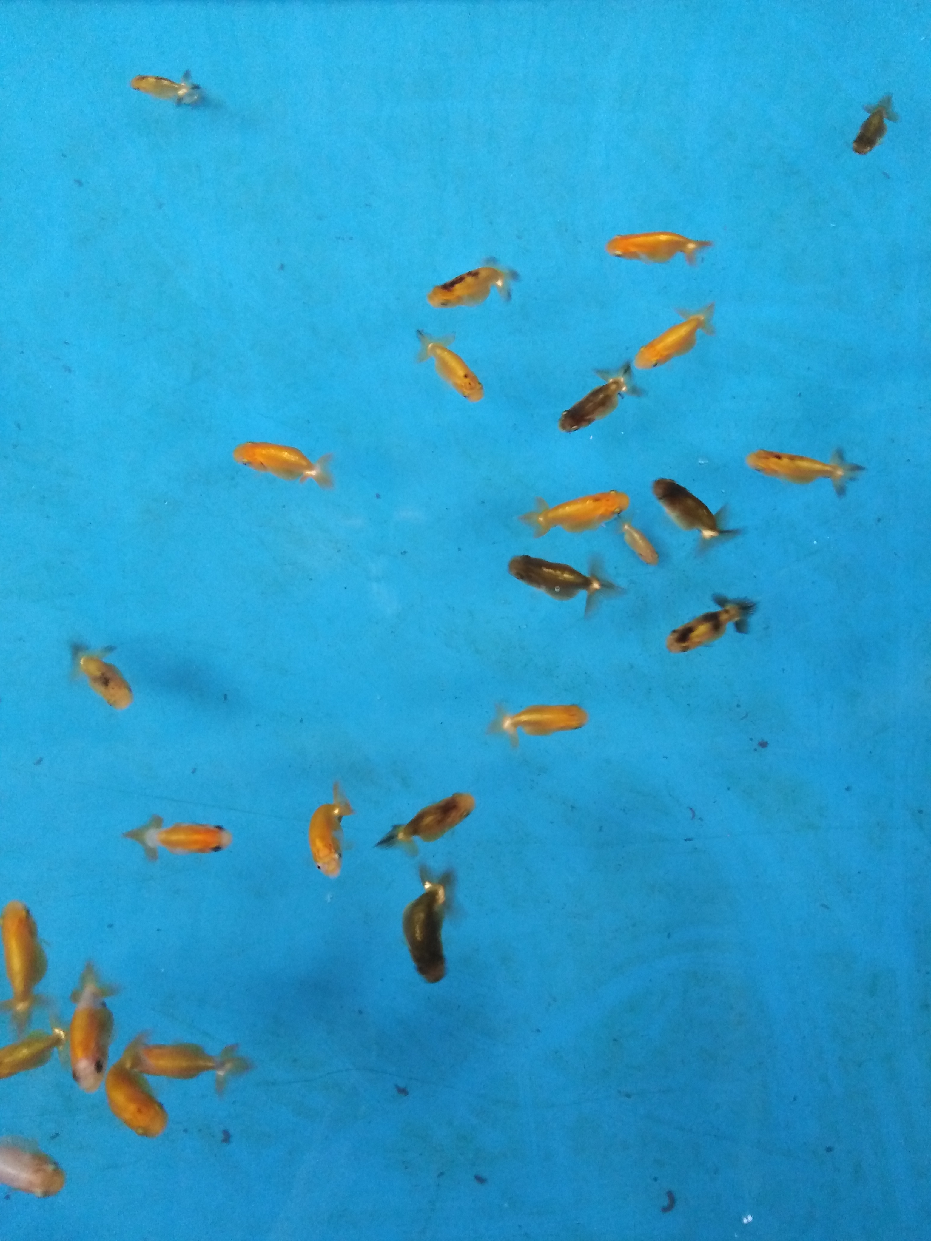 ปลาทองรันชู รูปที่ 1