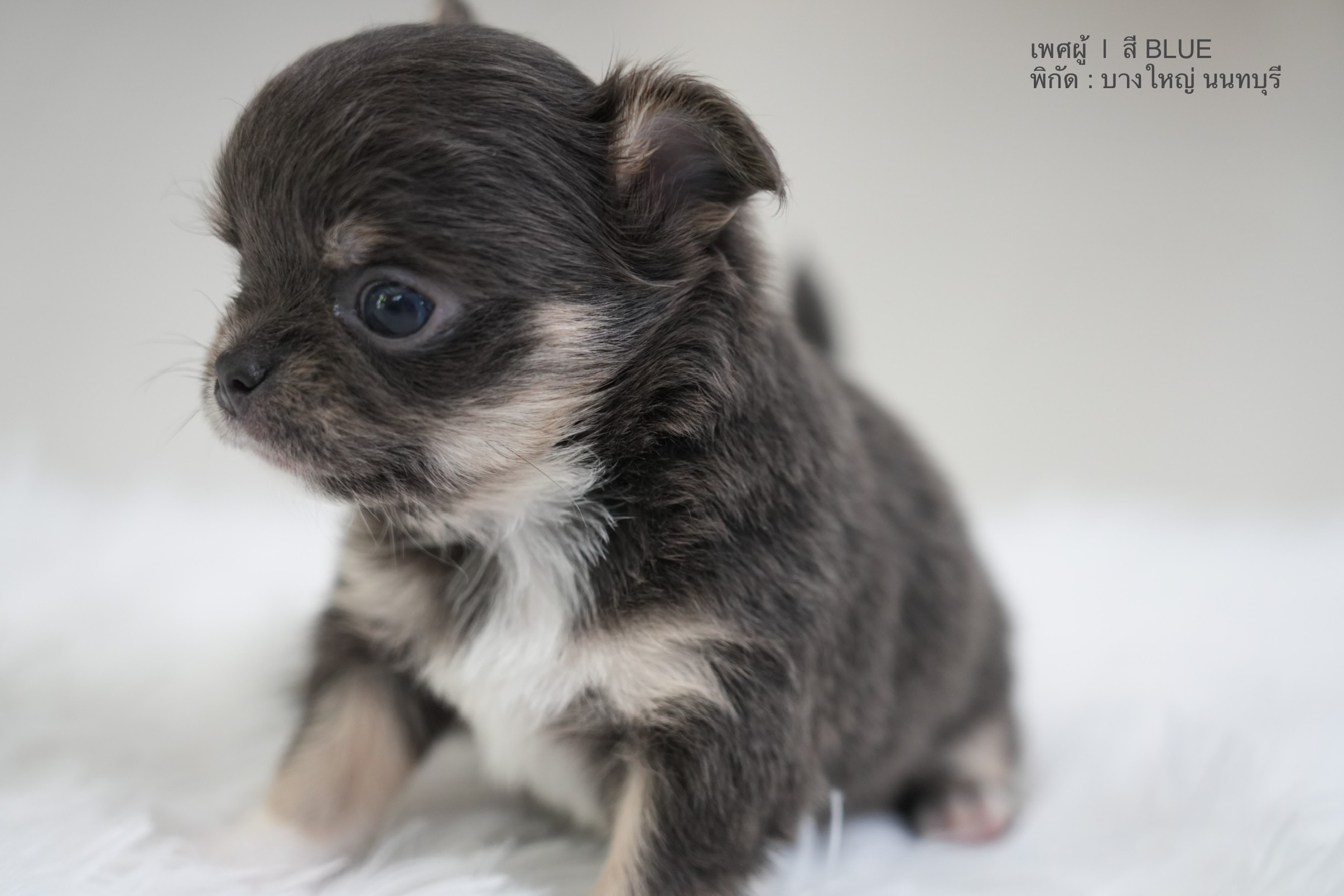 ขายชิวาวา เพศผู้ ขนยาว สี BLUE  เพศผู้ ขนยาว สี BLACK & TAN  เพศเมีย ขนสั้น สี BLACK & TAN รูปที่ 7