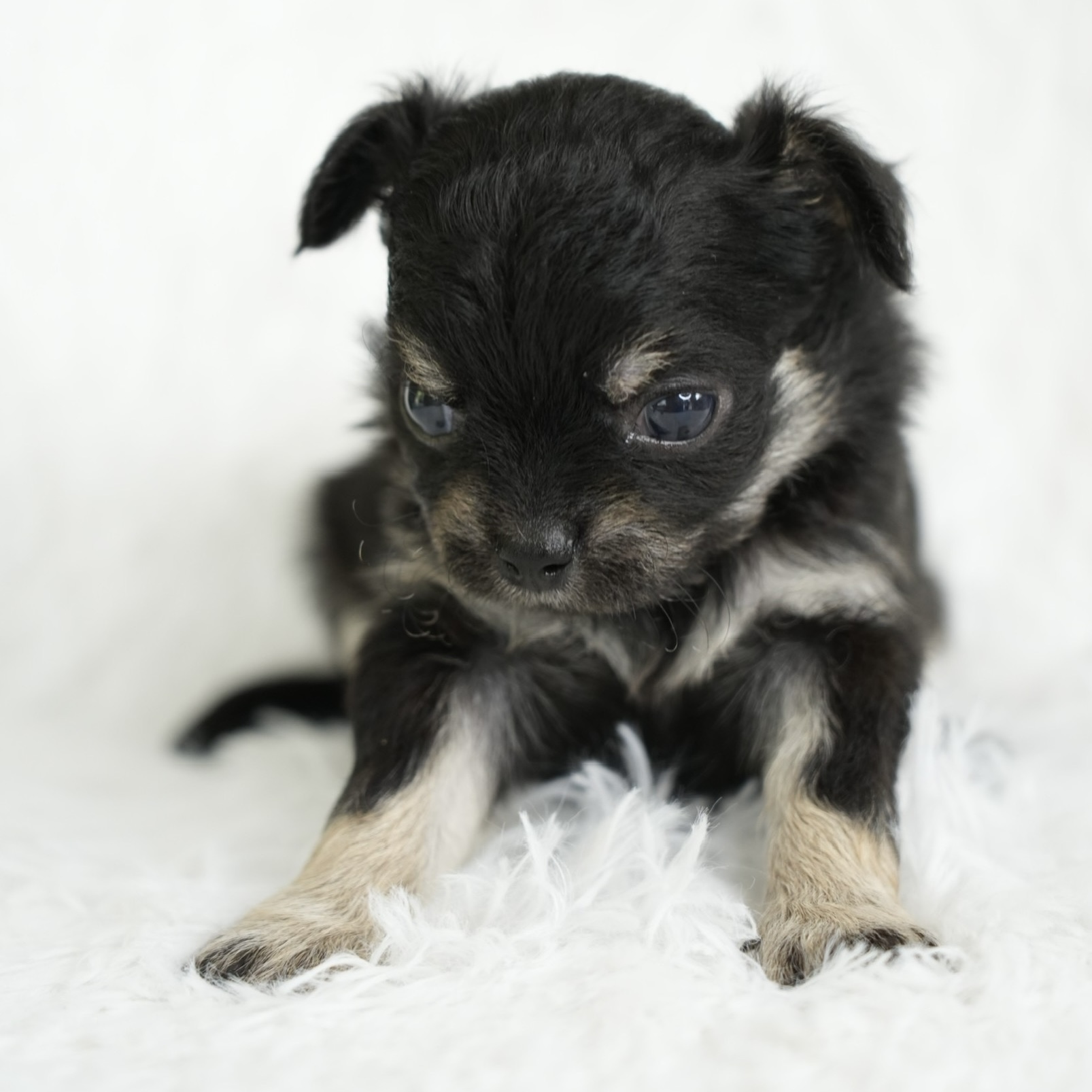 ขายชิวาวา เพศผู้ ขนยาว สี BLUE  เพศผู้ ขนยาว สี BLACK & TAN  เพศเมีย ขนสั้น สี BLACK & TAN รูปที่ 6