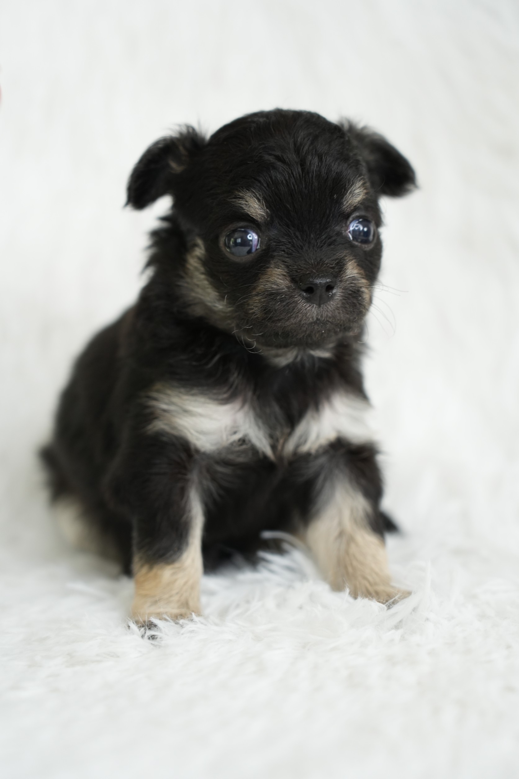 ขายชิวาวา เพศผู้ ขนยาว สี BLUE  เพศผู้ ขนยาว สี BLACK & TAN  เพศเมีย ขนสั้น สี BLACK & TAN รูปที่ 5