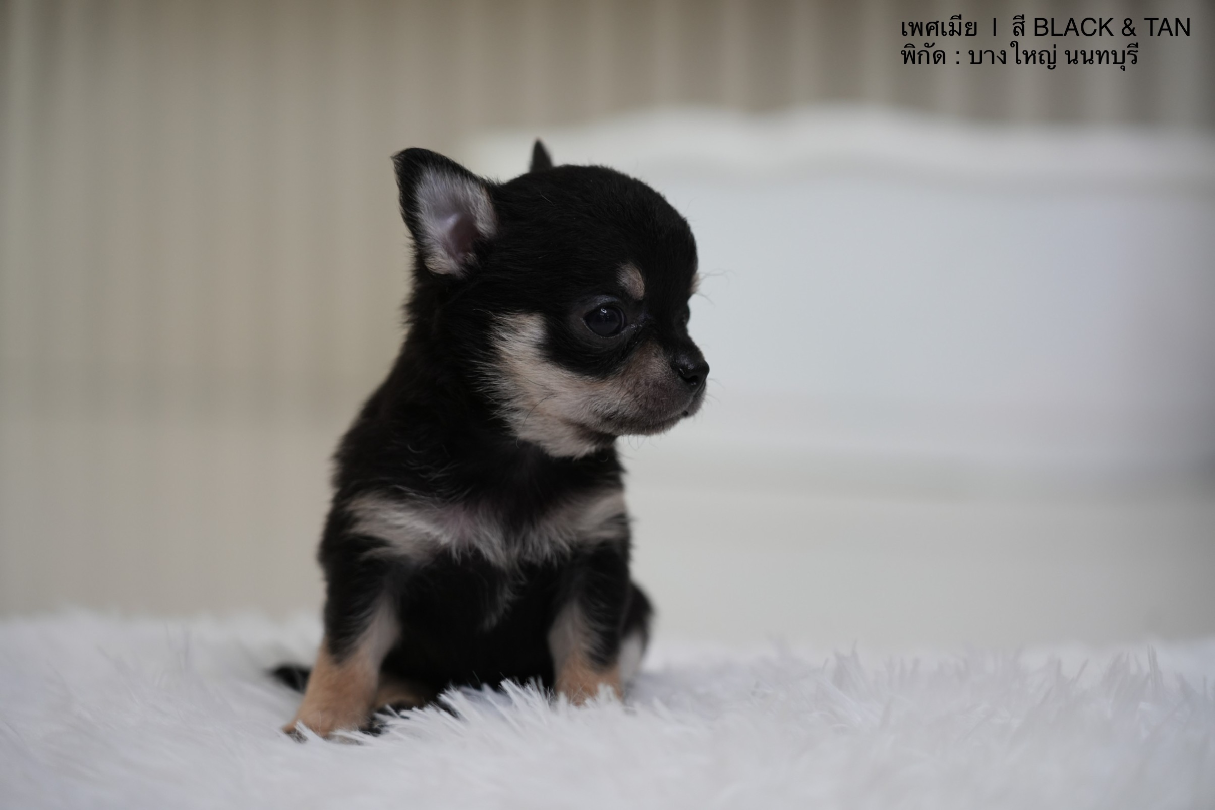 ขายชิวาวา เพศผู้ ขนยาว สี BLUE  เพศผู้ ขนยาว สี BLACK & TAN  เพศเมีย ขนสั้น สี BLACK & TAN รูปที่ 3