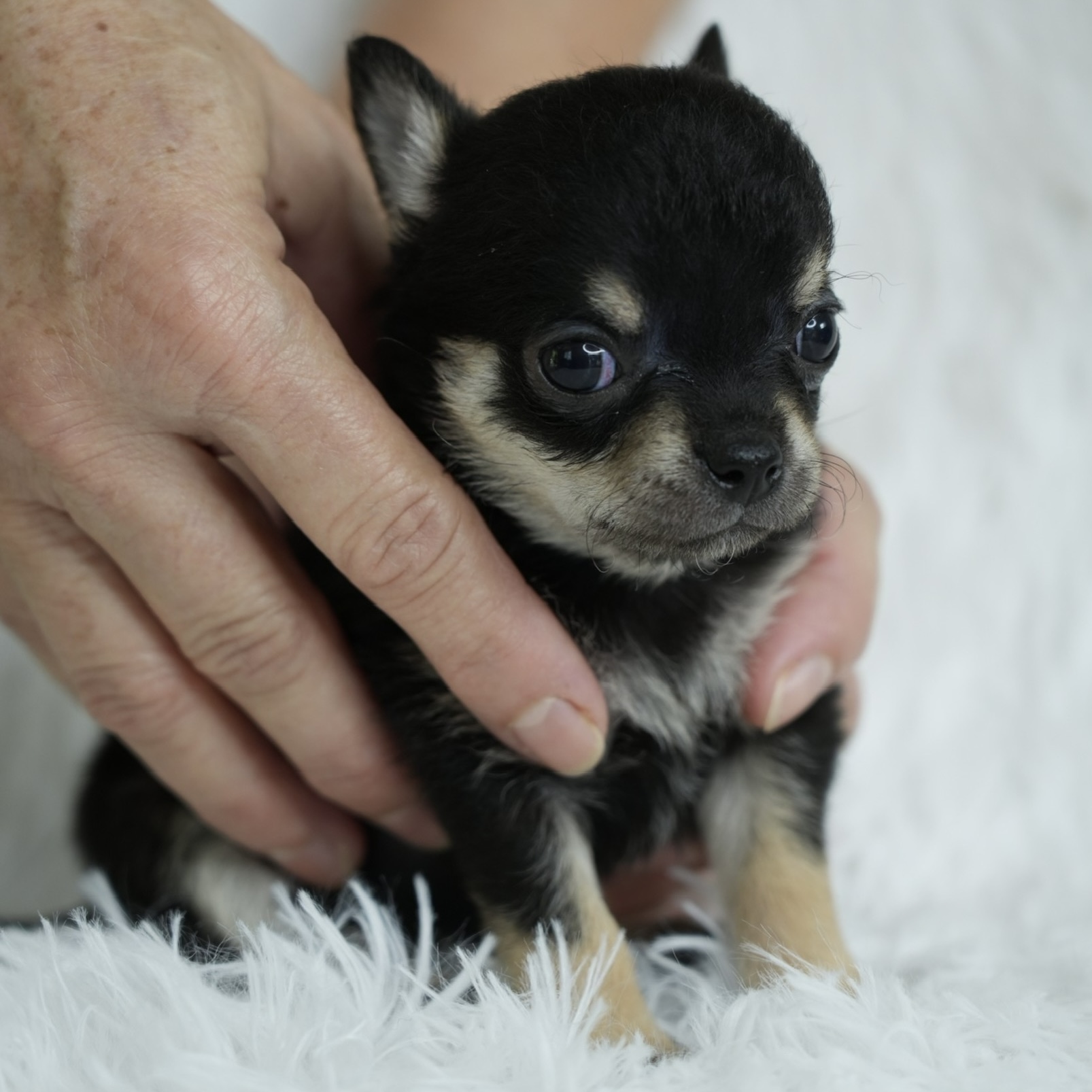 ขายชิวาวา เพศผู้ ขนยาว สี BLACK & TAN  เพศเมีย ขนสั้น สี BLACK & TAN รูปที่ 4