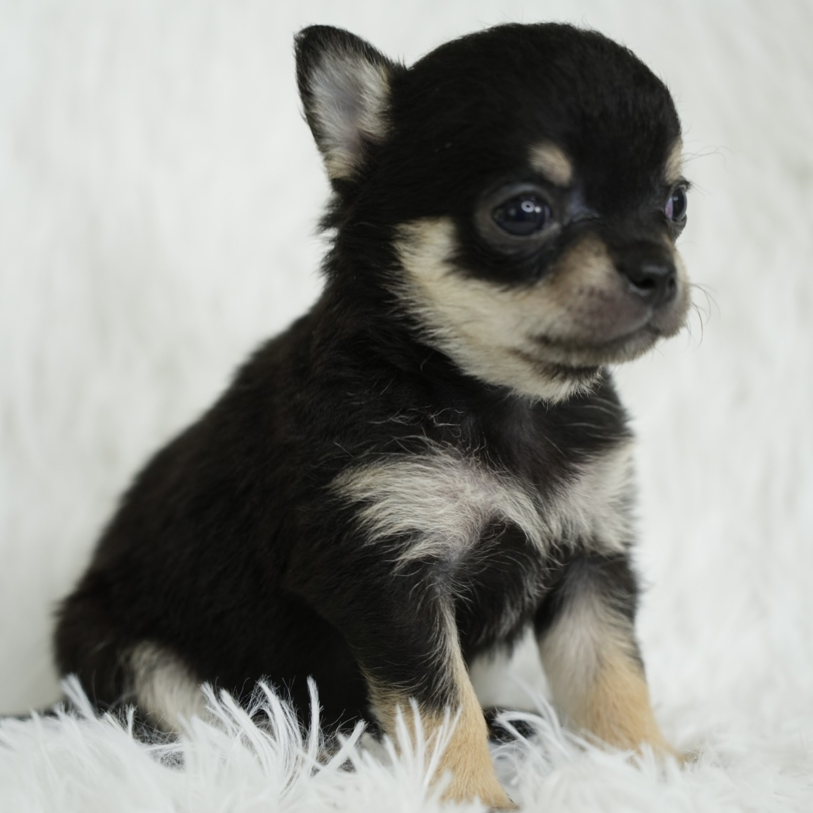ขายชิวาวา เพศผู้ ขนยาว สี BLACK & TAN  เพศเมีย ขนสั้น สี BLACK & TAN รูปที่ 3