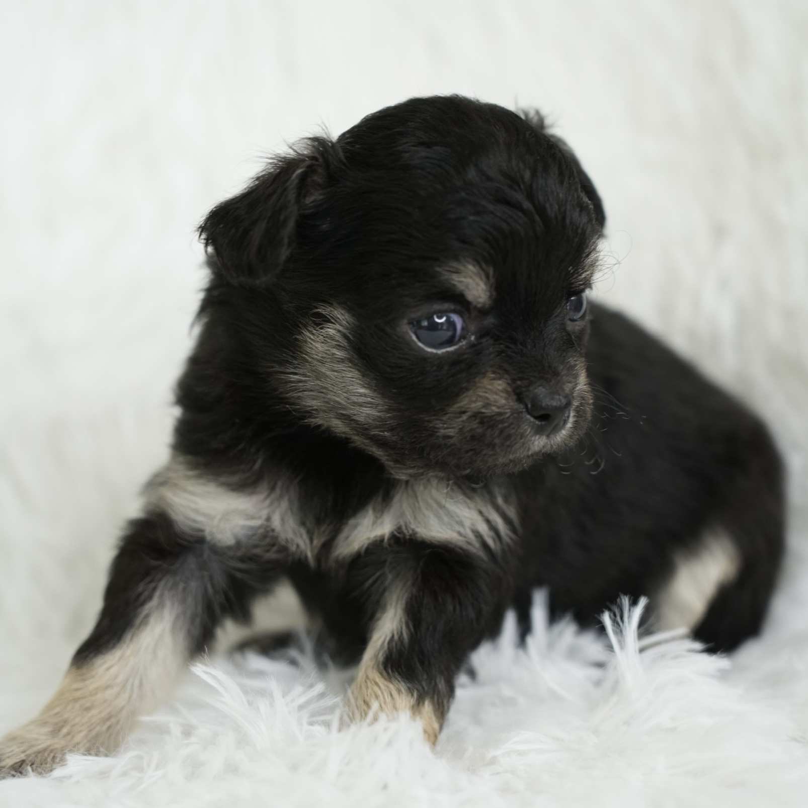 ขายชิวาวา เพศผู้ ขนยาว สี BLACK & TAN  เพศเมีย ขนสั้น สี BLACK & TAN รูปที่ 7