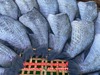 รูปย่อ ปลาสลิดเเดดเดียว จากสุพรรณบุรี อร่อย สด ใหม่ สะอาด ไม่ใส่การกันเสีย ทำใหม่ทุกวัน  ไม่ใส่สารกันบูดปลอดภัย 100% รูปที่2