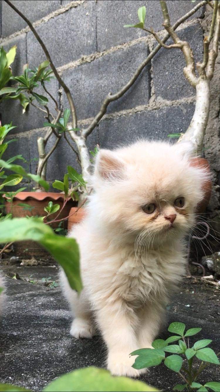 ลูกแมวเปอร์เซียน่ารักมาก รูปที่ 3