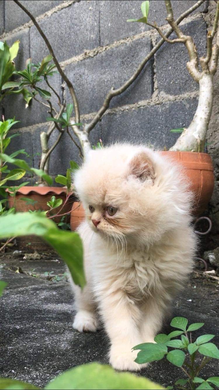 ลูกแมวเปอร์เซียน่ารักมาก รูปที่ 5